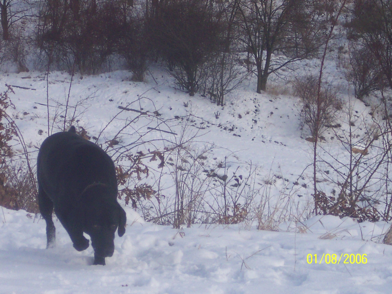 100_4238.JPG